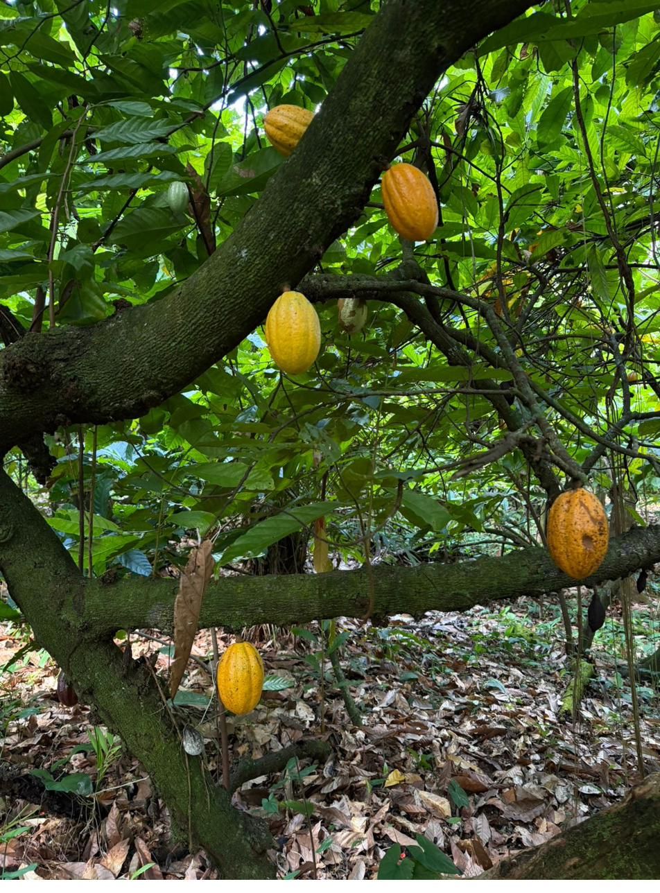 Ceremonial Cacao